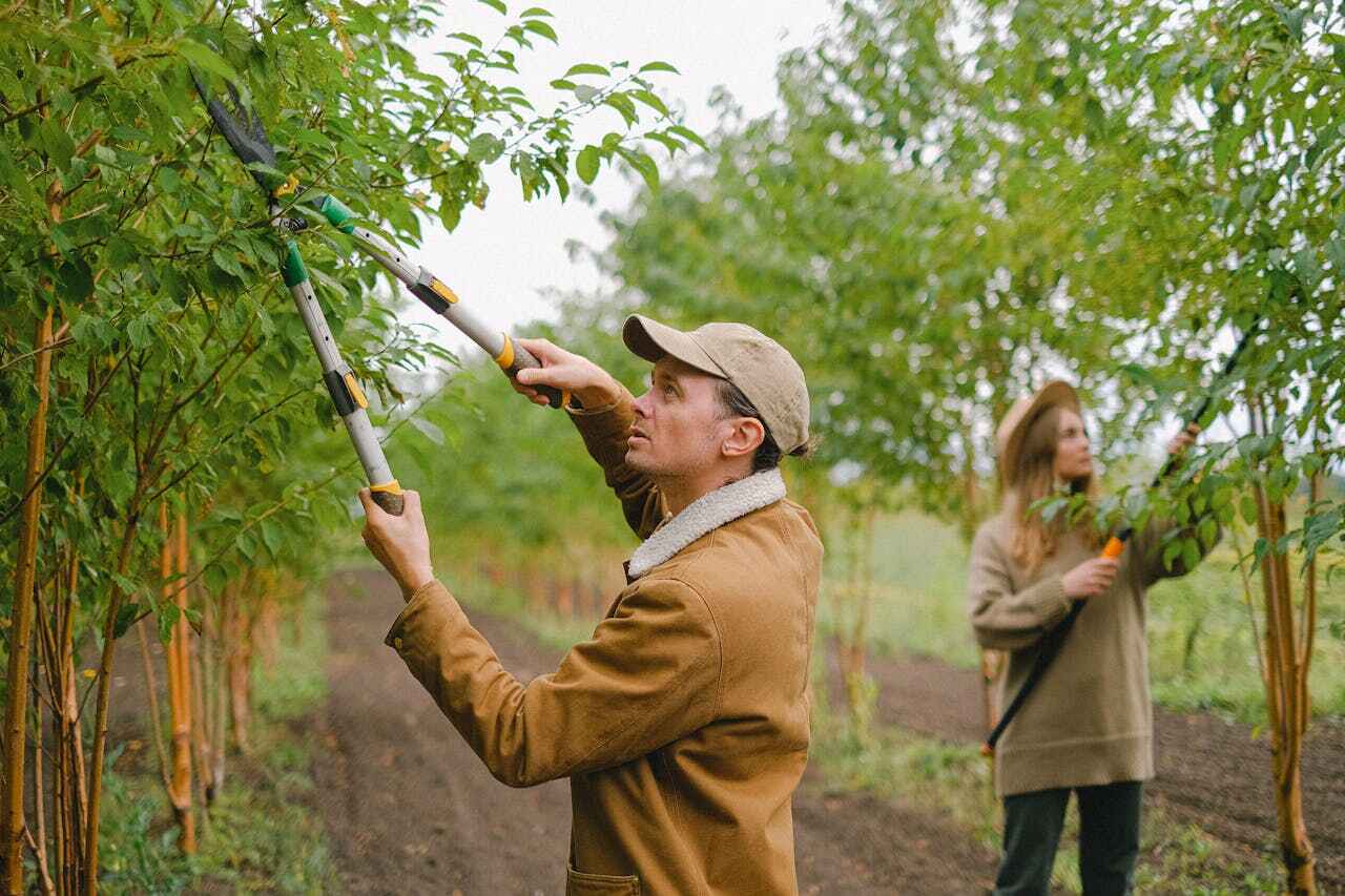 The Steps Involved in Our Tree Care Process in Marthasville, MO